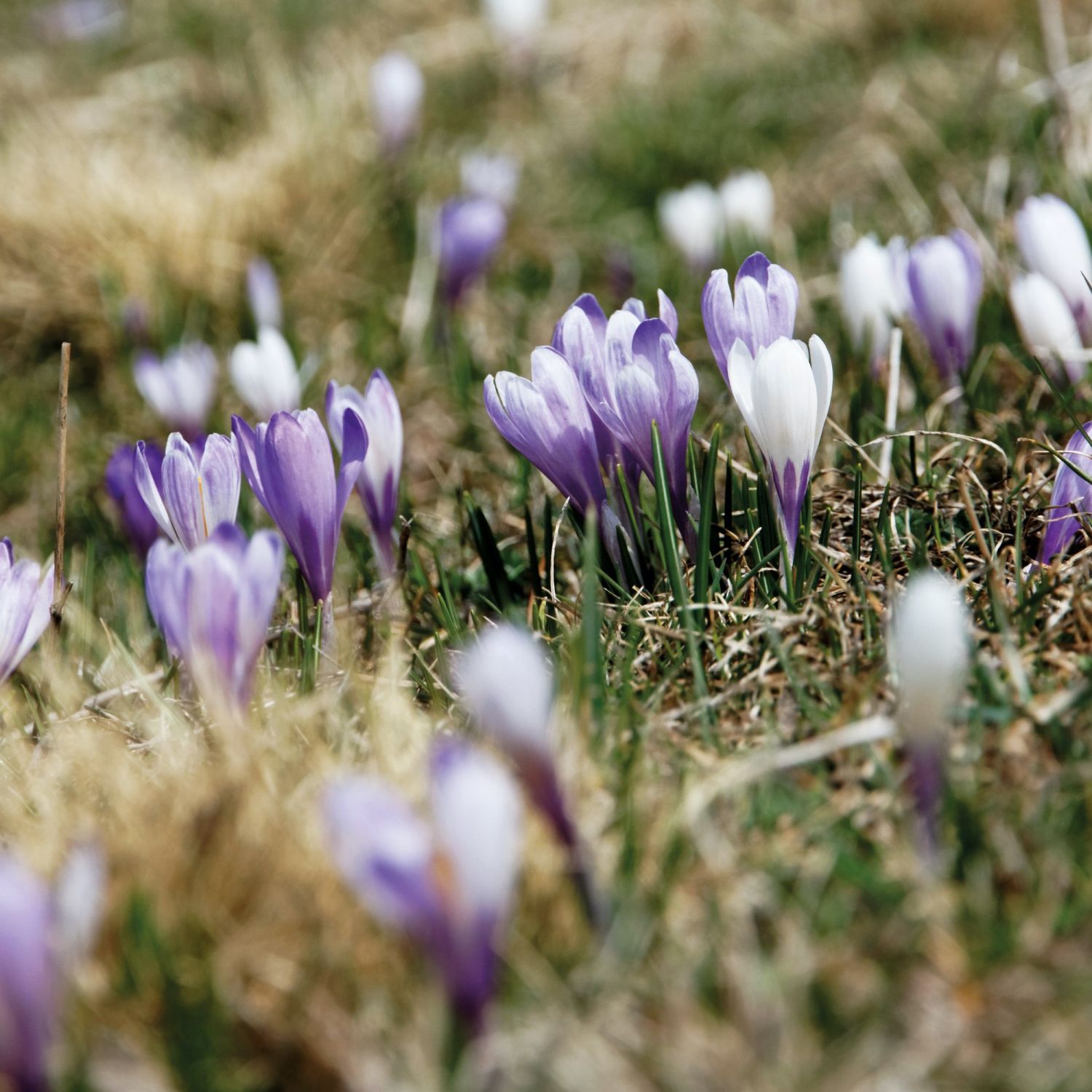 Images d’un printemps… 